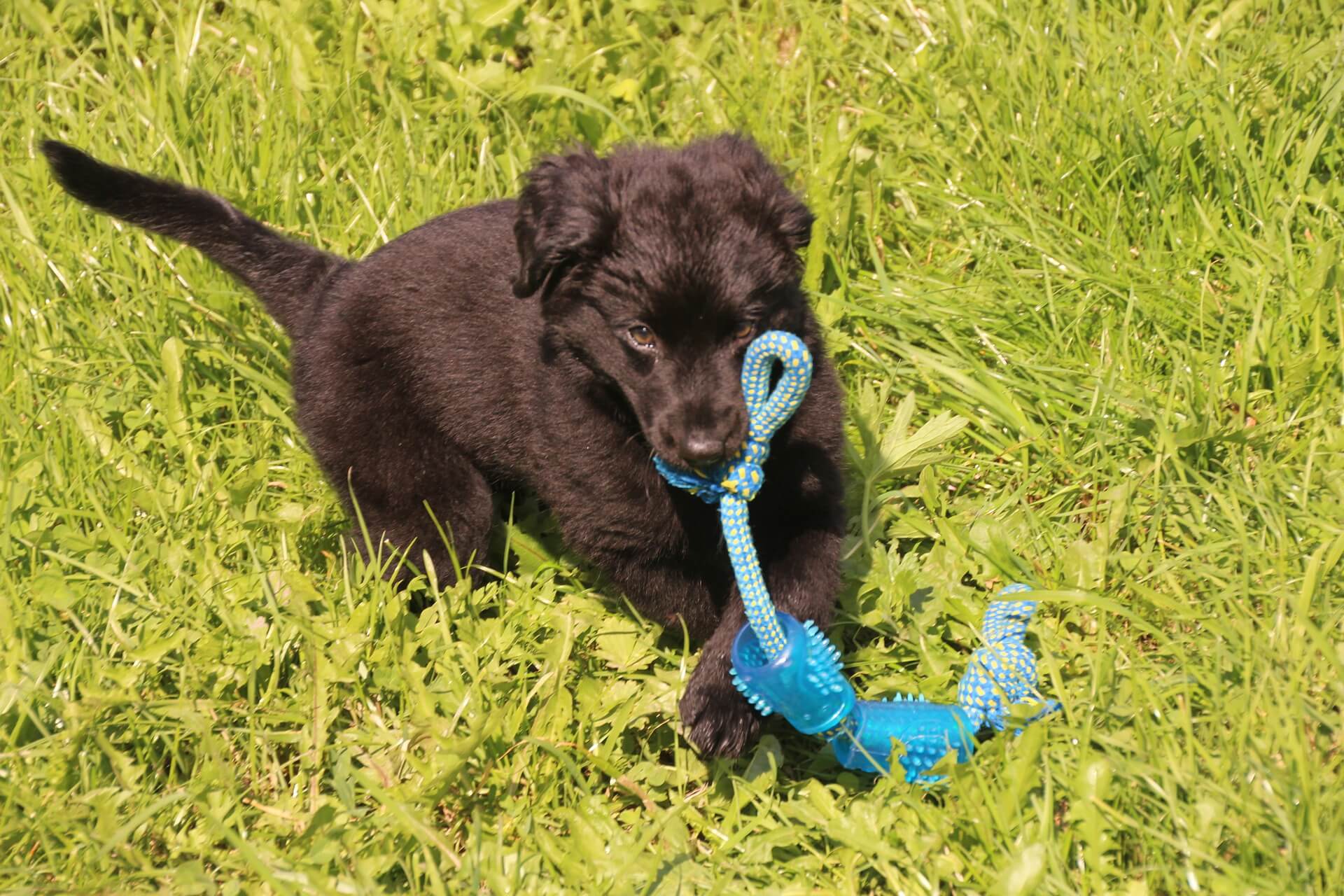 What to Look for in a Chew Toy